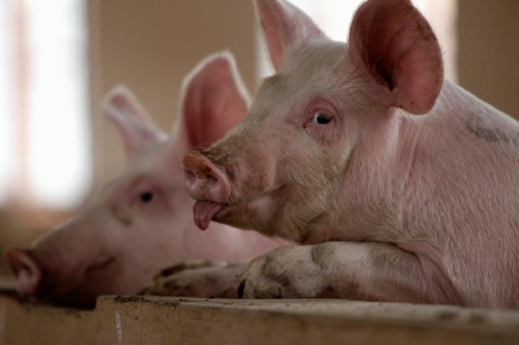 FILE PHOTO: Pigs are pictured at a farm on the outskirts of Kunming