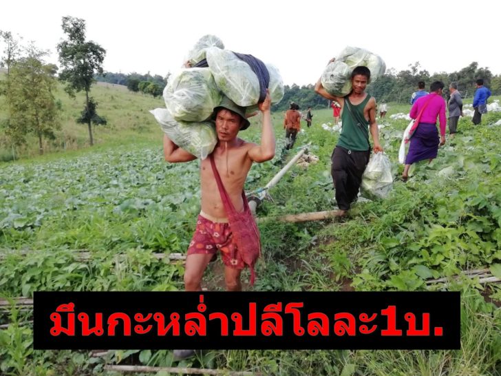 กะหล่ำปลี