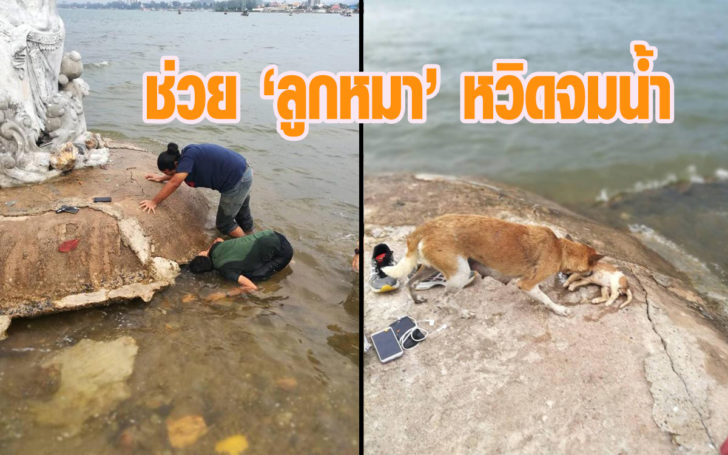 ช่วยชีวิตลูกหมา