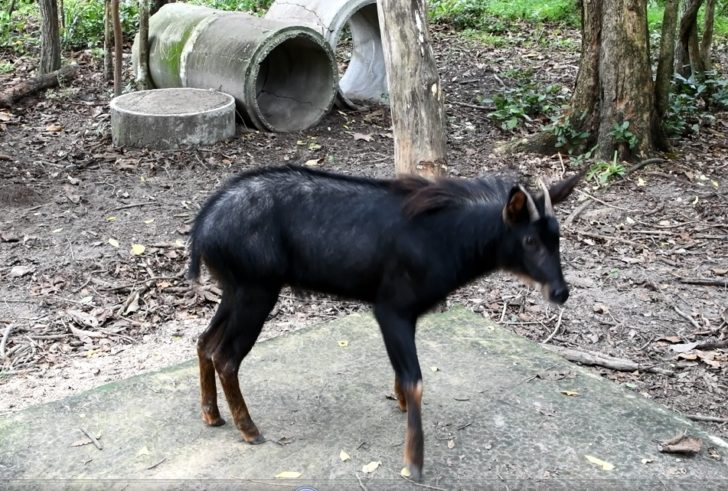 เลียง