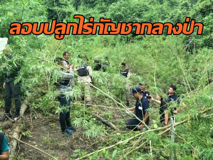 โค่นกัญชา5