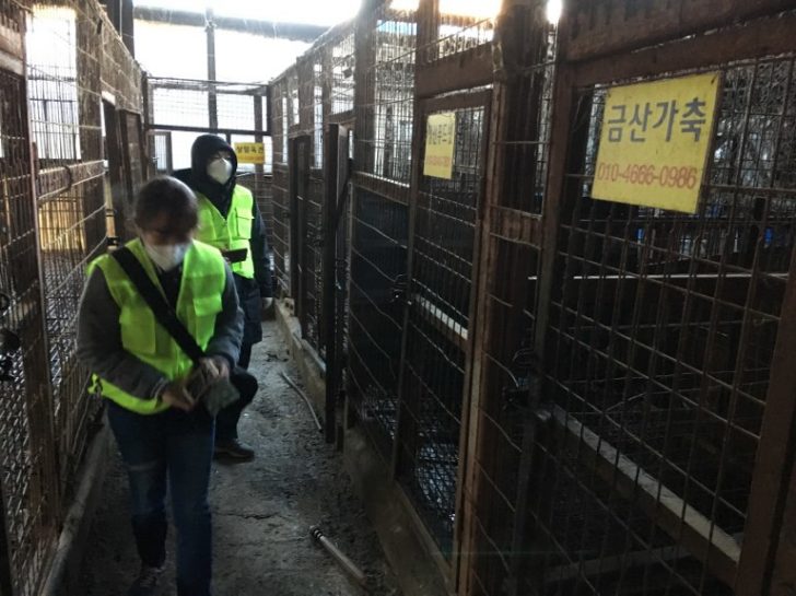 SKOREA-ANIMAL-DOGS