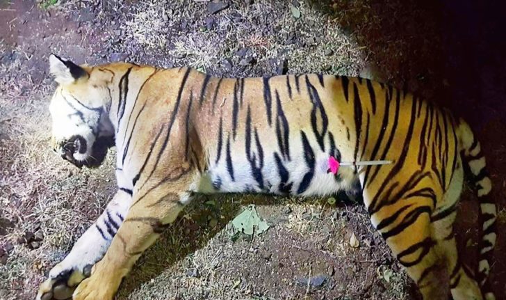 INDIA-ANIMAL-TIGER