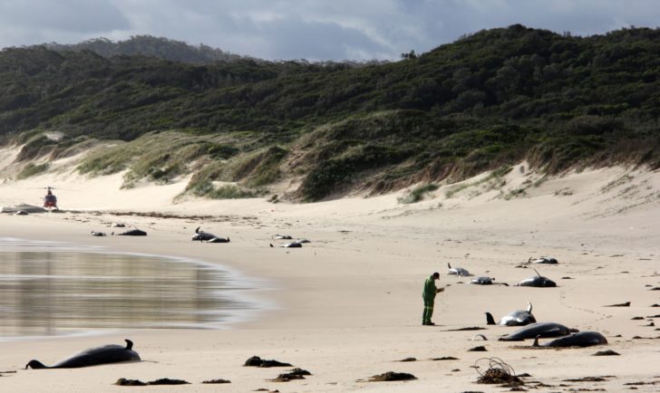 AUSTRALIA-WHALES-CONSERVATION