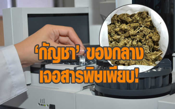 ของกลางกัญชา