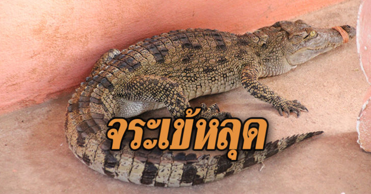จระเข้หลุดจากฟาร์ม-ป่ากล้วย-พิษณุโลก