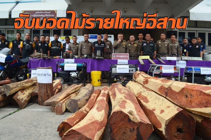 จับมอดไม้