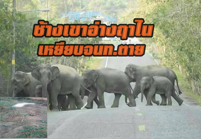 ช้างง