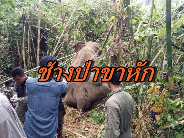 ช้างป่า1-