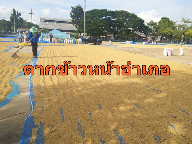 ตากข้าวโคราช