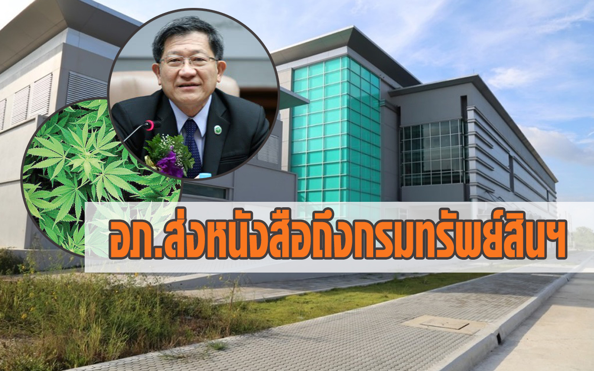 สิทธิบัตรกัญชา