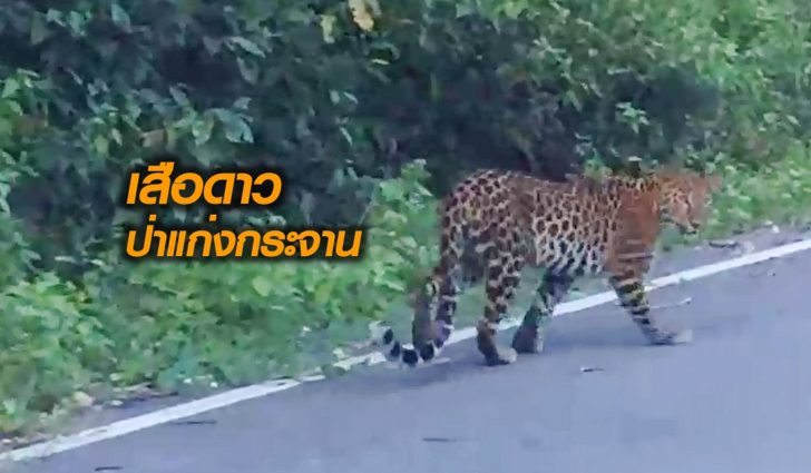 เสือดาวแก่งกระจาน