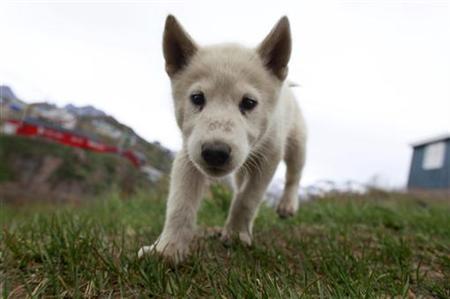 A Greenland sled dog puppy takes a close look at a visitor in Tasiilaq