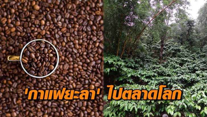 กาแฟยะลา