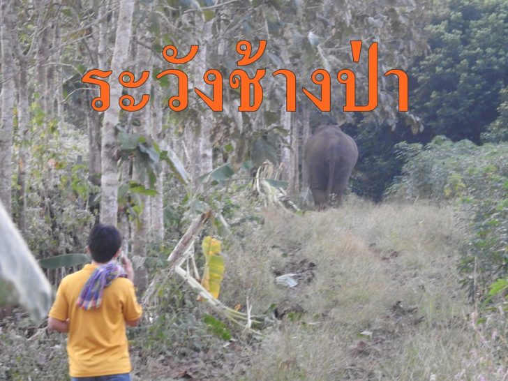 ช้างป่า