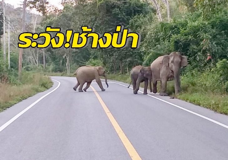 ช้างแก่งกระจาน
