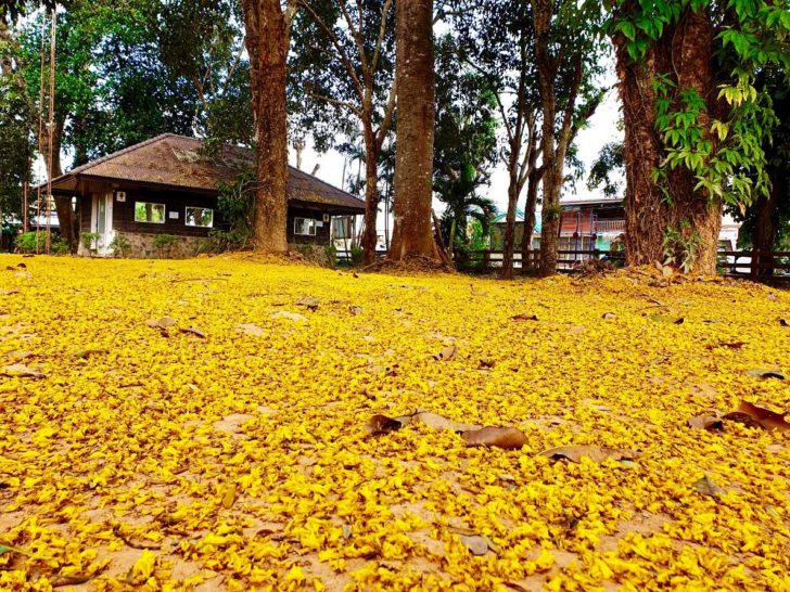 ดอกนนทรี