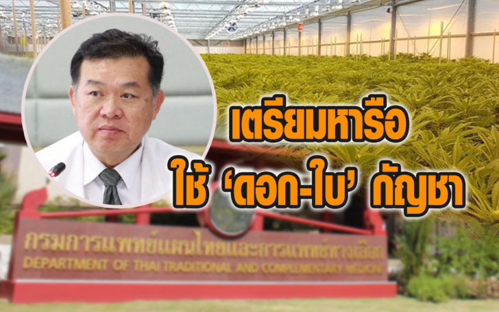 ดอกใบกัญชา
