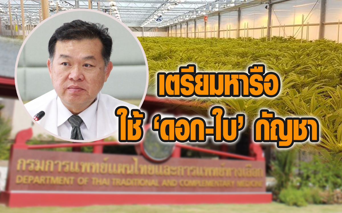 ดอกใบกัญชา