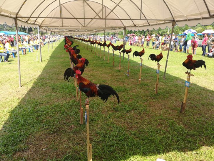 ประชันเสียงไก่แจ้