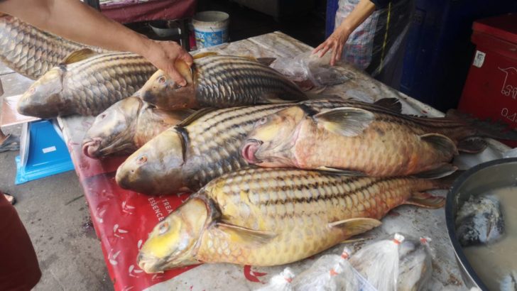 ปลายี่สกไทย1