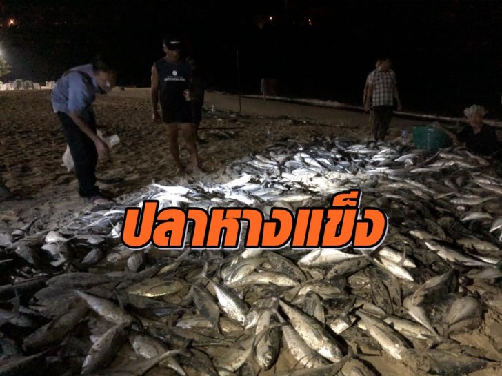 ปลาหางแข็ง3