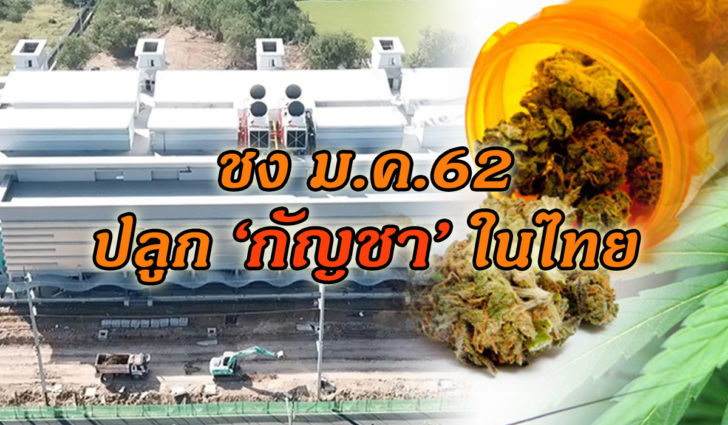 ปลูกกัญชา