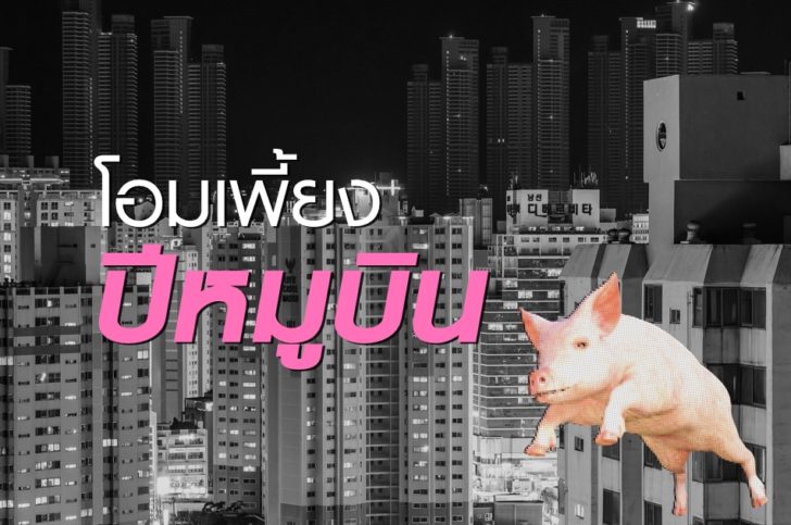 ปีหมูบิน