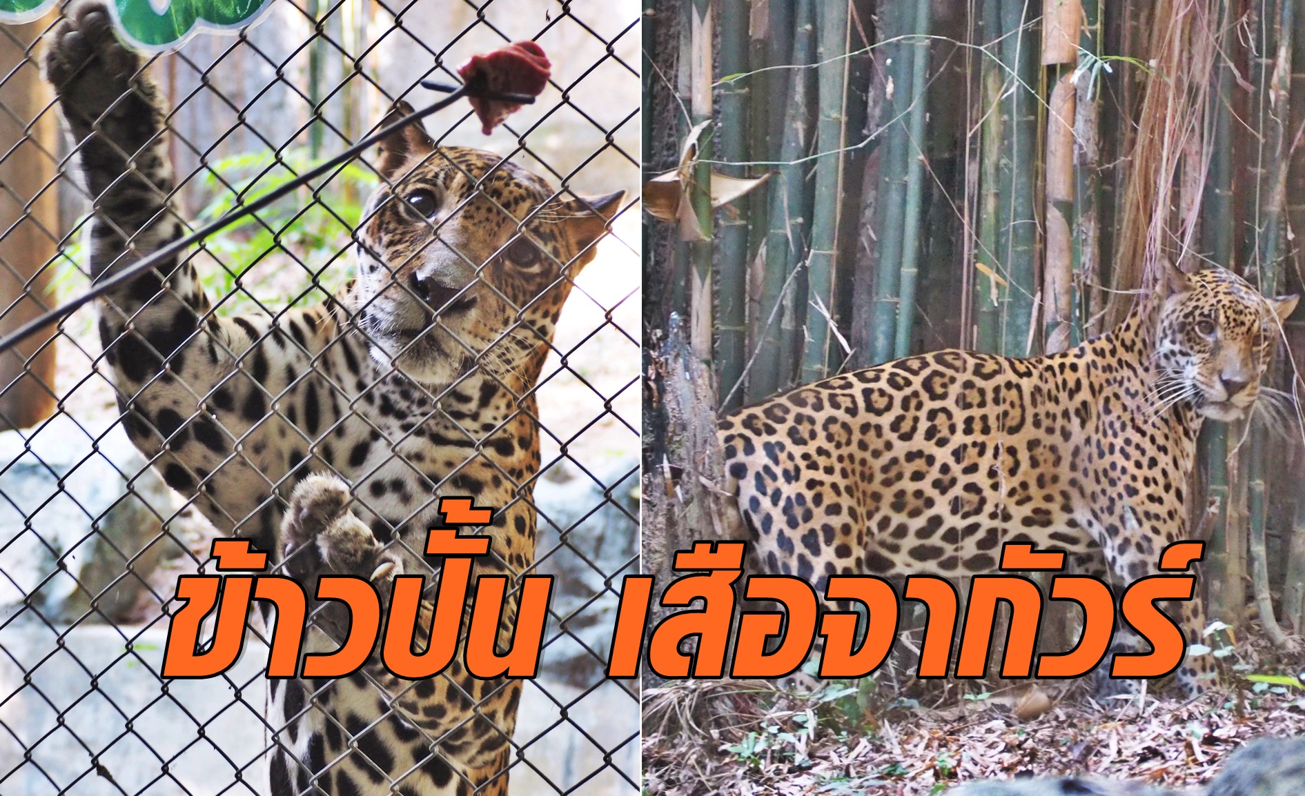 ข้าวปั้น เสือจากัวร์