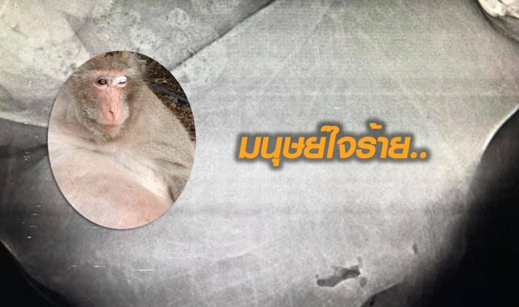 ยิงลิงอ้วน
