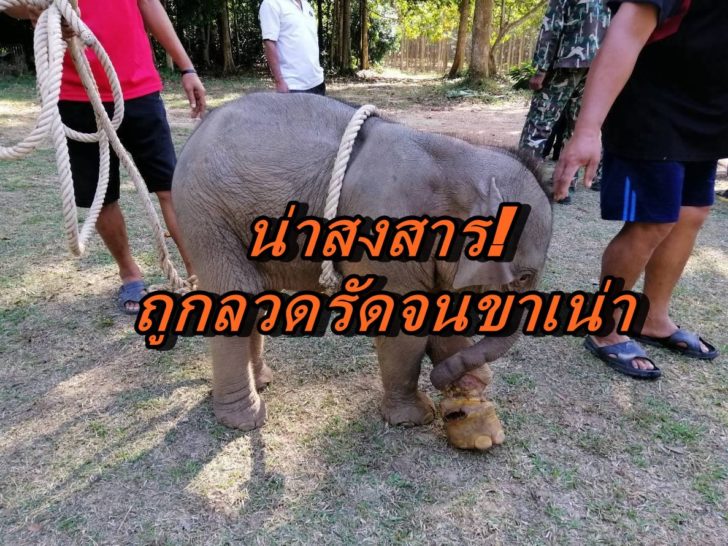 ลูกช้าง1-