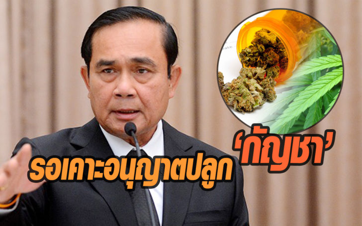 เคาะปลูกกัญชา ปลูกกัญชา