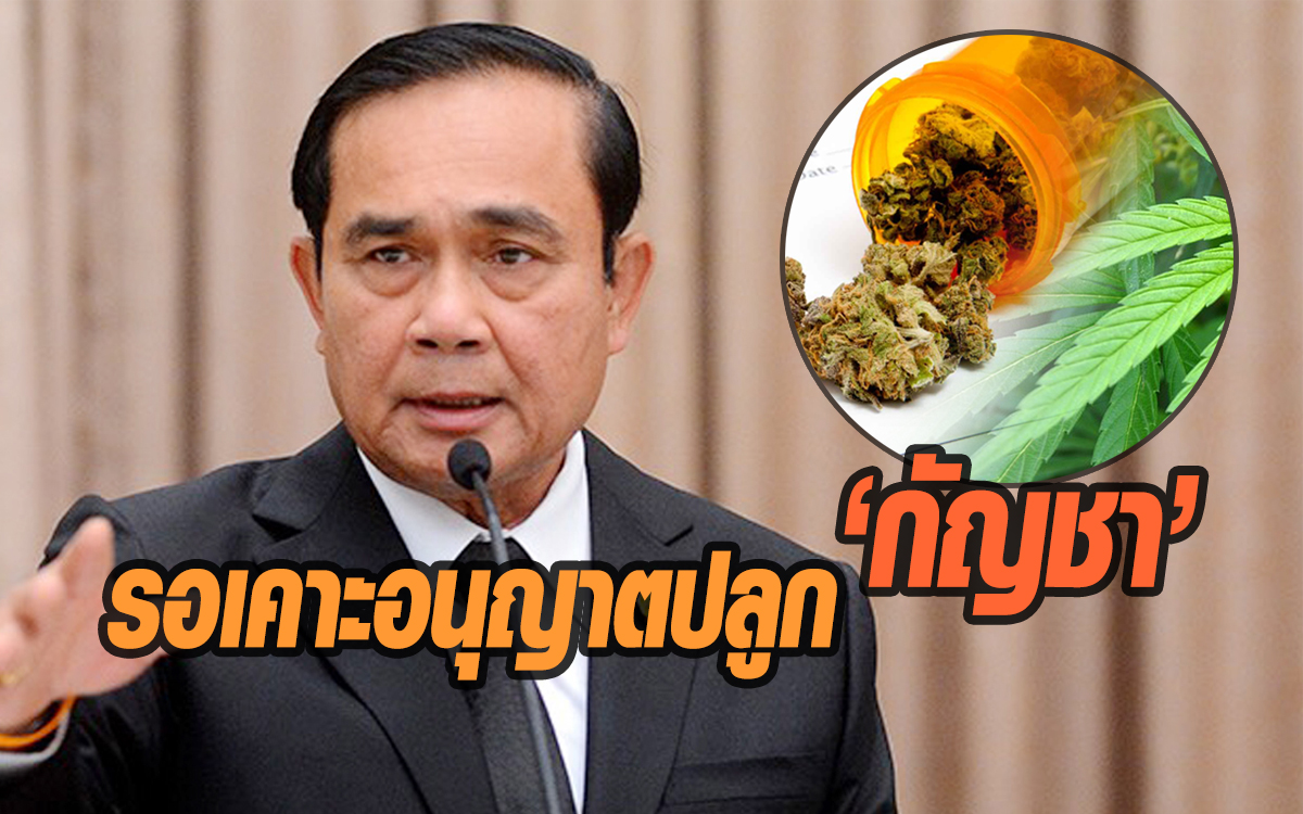 ปลูกกัญชา