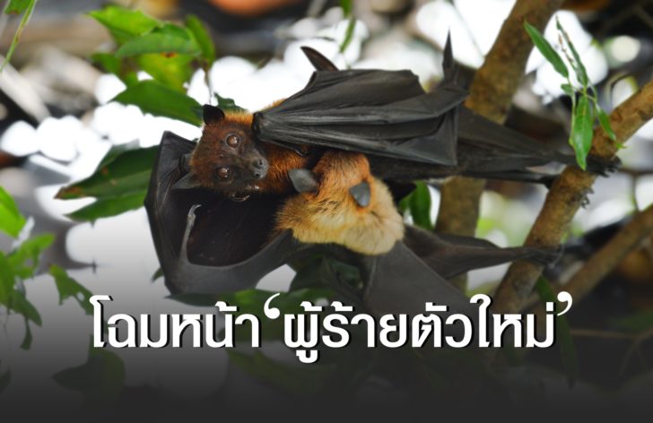 ค้างคาวแม่ไก่