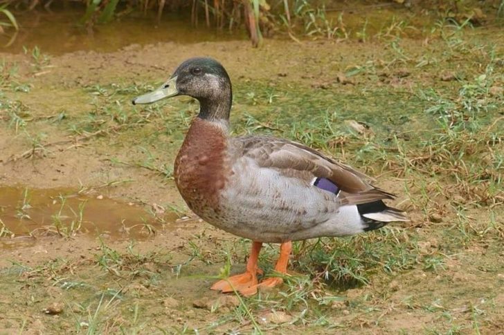 Niue-offbeat-duck-animal