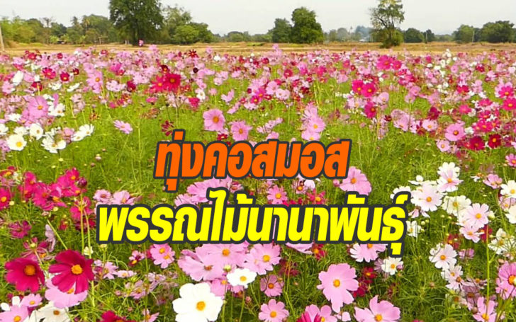 ทุ่งดอกไม้
