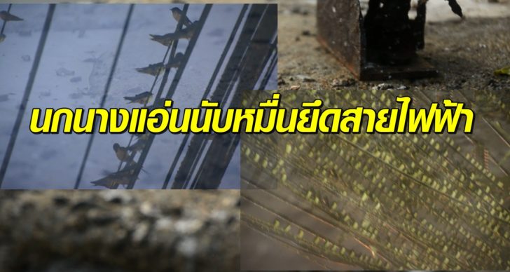 นกนางแอ่น5