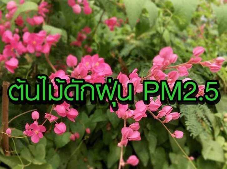 พวงชมพู
