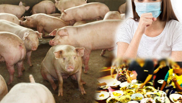 ภป-อย่าหวั่นอหิวาแอฟริกาในหมู
