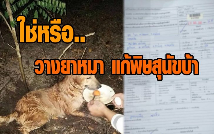 วางยาหมา