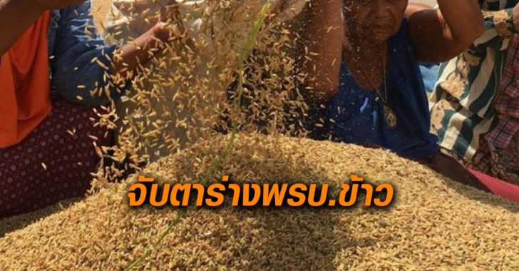 จับตาร่างพรบ.ข้าว