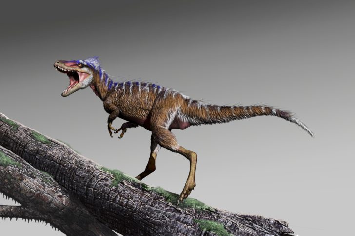 Cretaceous Period dinosaur Moros intrepidus whose fossils were unearthed in central Utah in this artist reconstruction