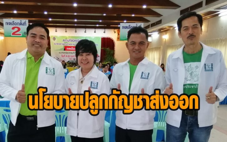 นโยบายปลูกกัญชา