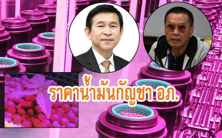 ราคาน้ำมันกัญชา