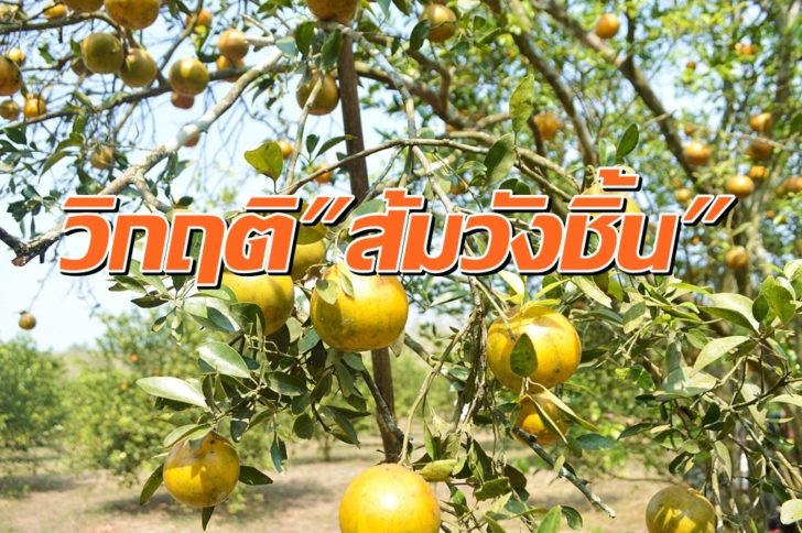 ส้มวังชิ้น