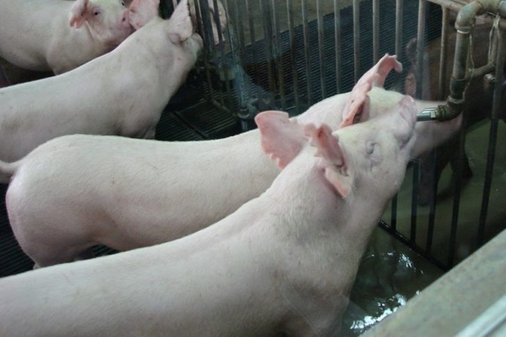หมูเป็น