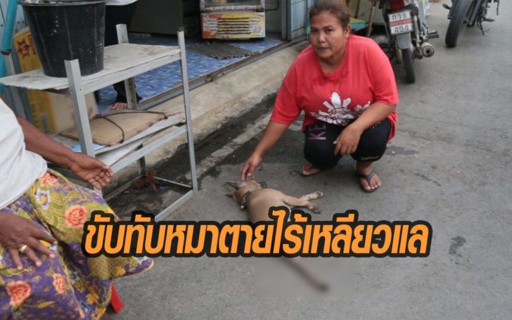 ทับหมา