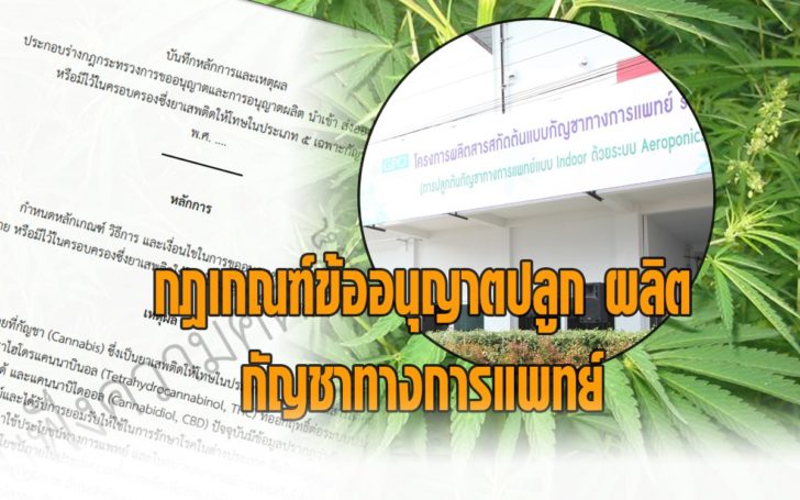 เปิดกฎเกณฑ์กัญชา