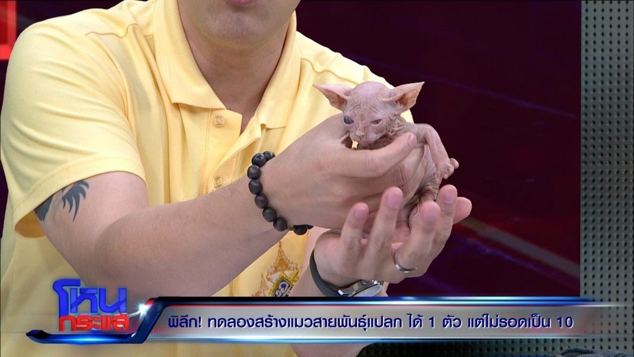 อาสาฯ ผงะนาทีบุกคาเฟ่แมว กลิ่นคลุ้ง - พิการอื้อ อาสาฯ ผงะนาทีบุกคาเฟ่แมว กลิ่นคลุ้ง - พิการอื้อ