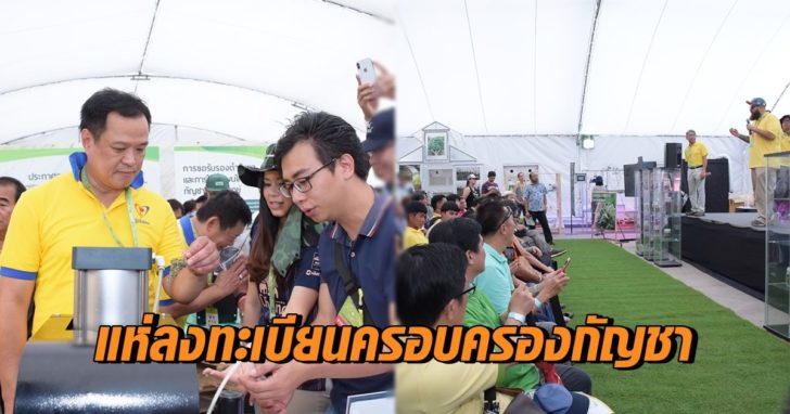 กัญชา